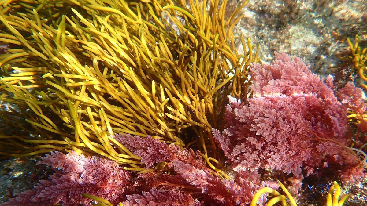 La «Asparagopsis taxiformis»