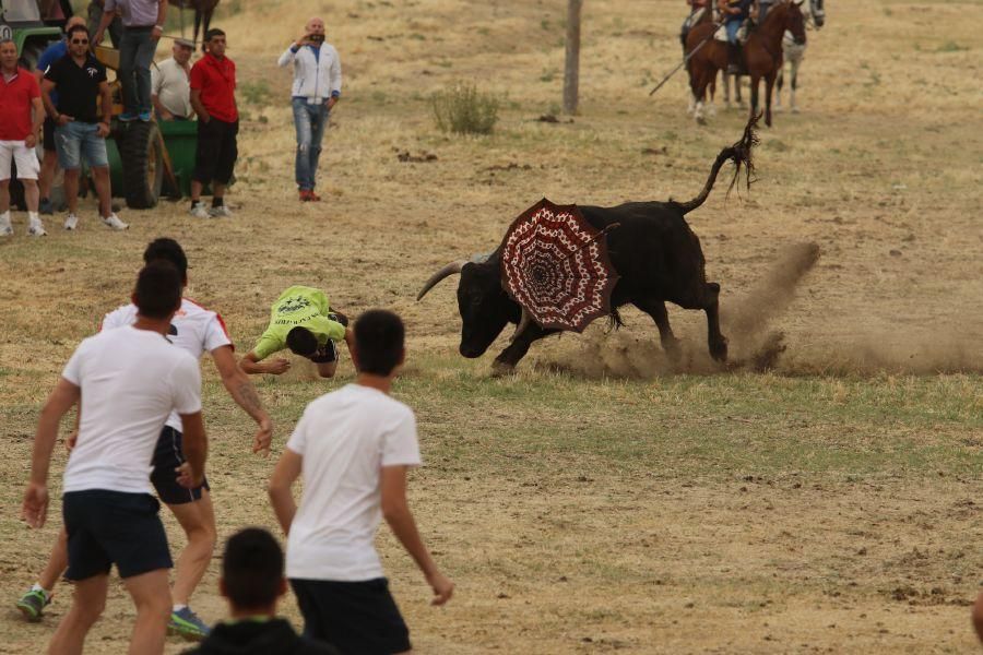 Segundo encierro taurino en Guarrate