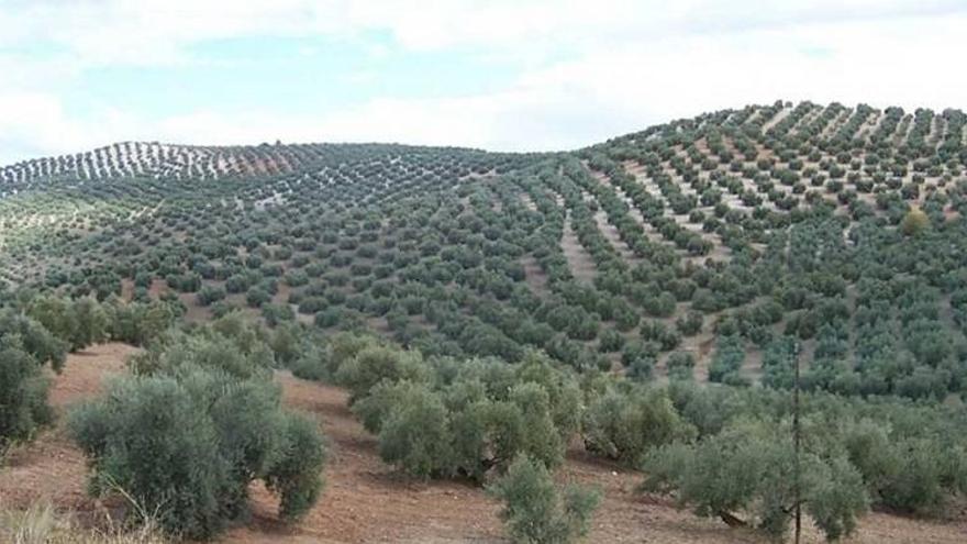 La Red Española de Aerobiología prevé una &quot;menor intensidad de la floración&quot; del olivo