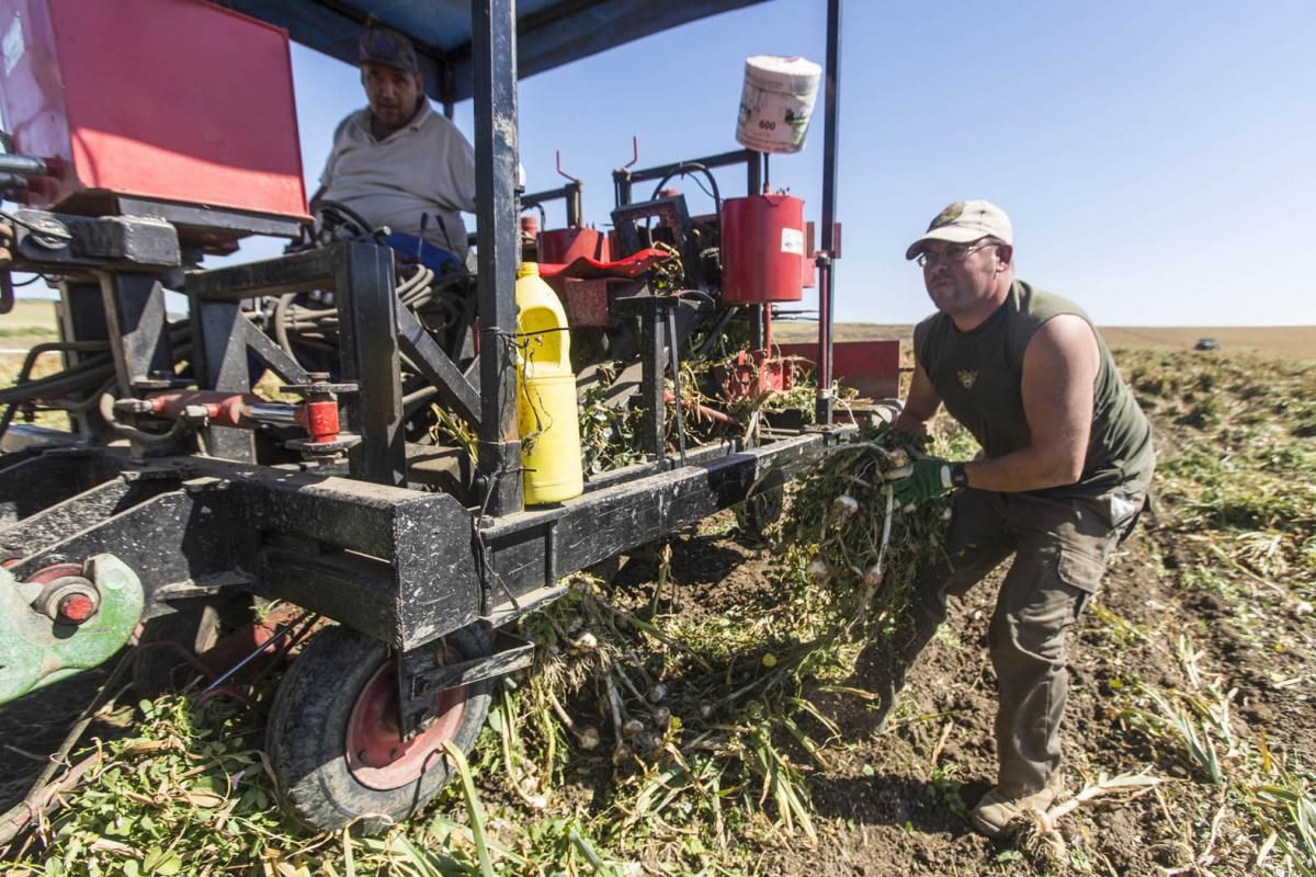 Fotogalería / De la tierra a la mesa; el ajo cordobés