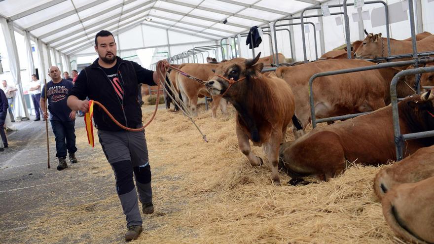 Abierto el plazo de inscripciones del certamen ganadero Llangréu Natural