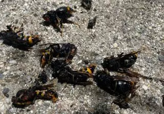 Los apicultores alertan de la avalancha de velutina en Zamora: "Esto ya está aquí"