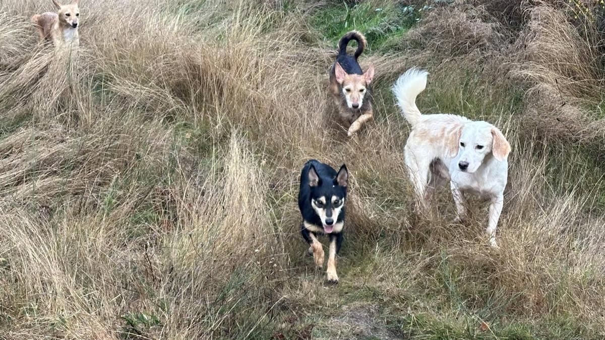 Perros en el arranque de la temporada de caza menor, en Monte do Carrio.