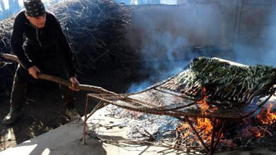 Tot i que ja es couen calçots, enguany la collita s&#039;ha retardat