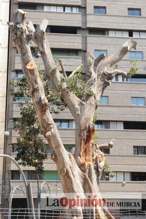 El estado final del ficus de Santo Domingo