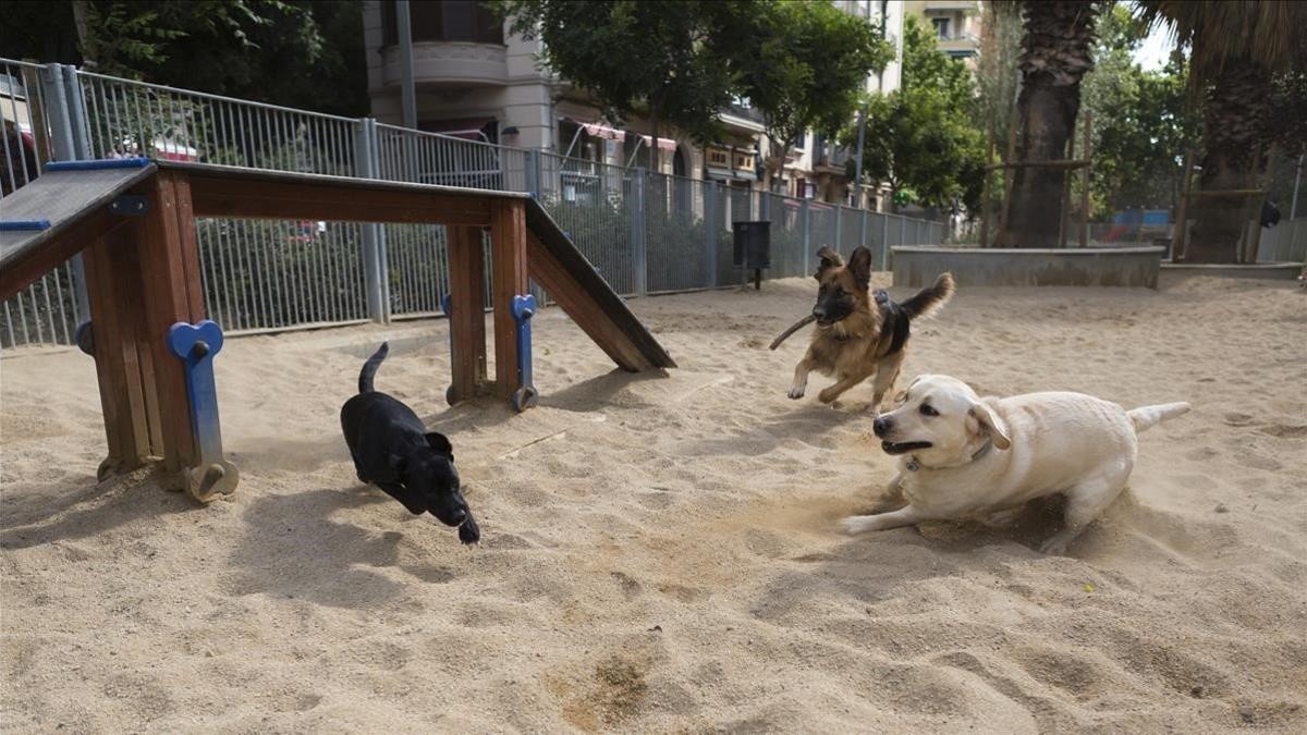 Unos perros juegan en la zona de recreo para perros de la avenida de Mistral, esta semana.