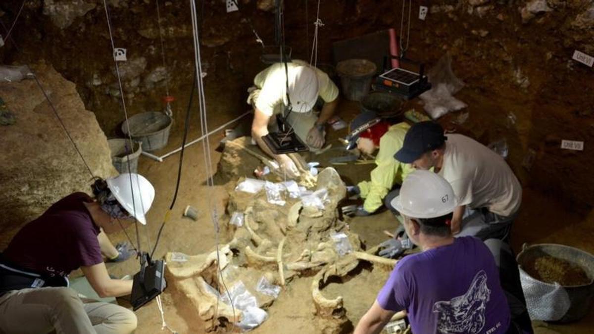 Trabajo de excavación de los rinocerontes.