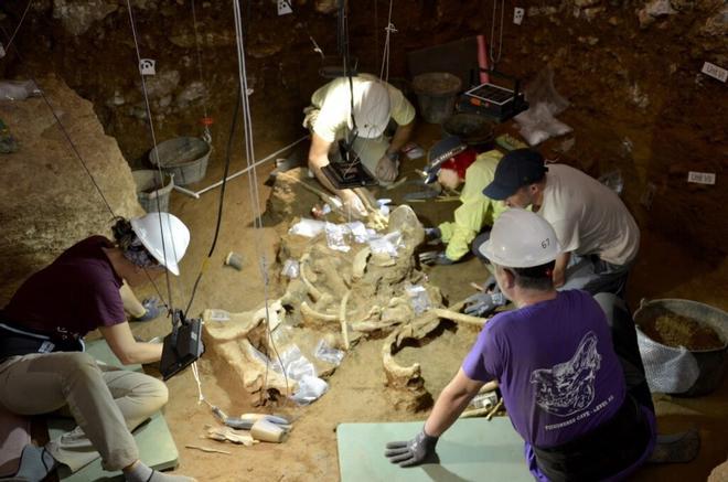 Hallan 2 esqueletos de rinoceronte de hace 200.000 años en una cueva de Moià (Barcelona)