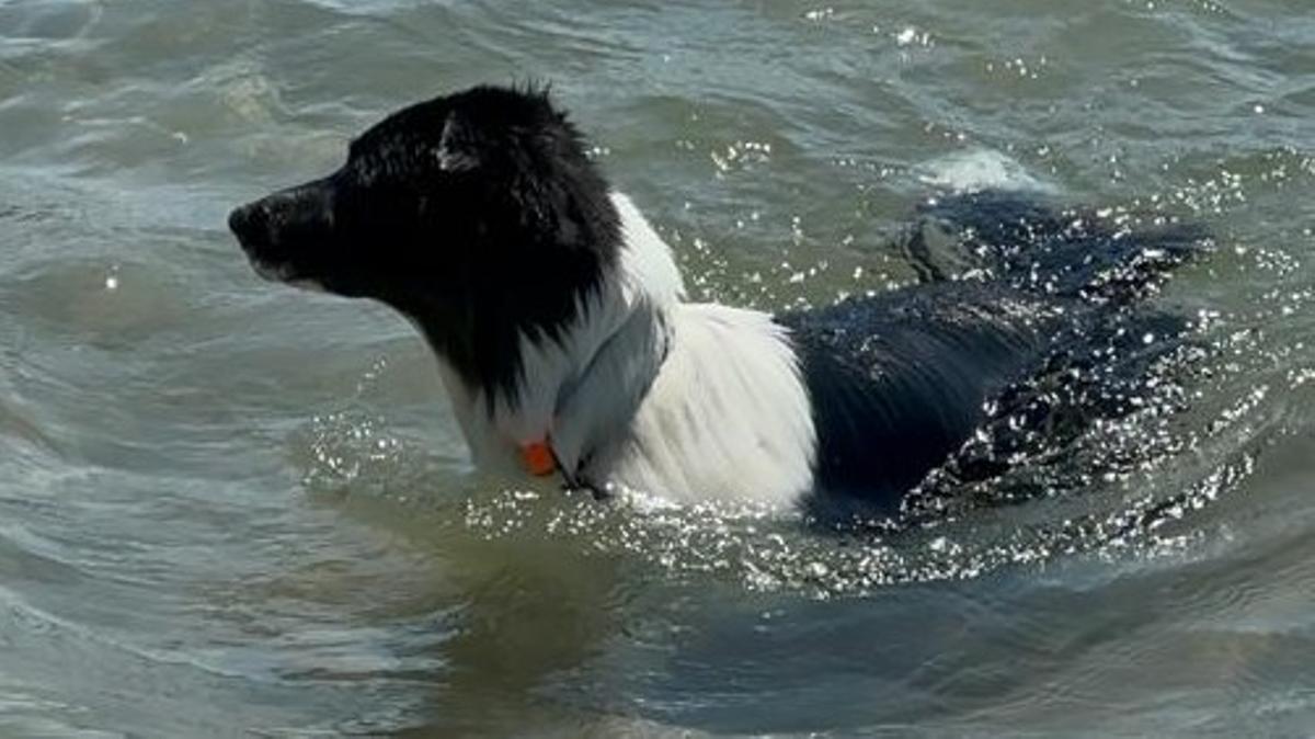 Kalu, un border collie, se baña en la playa para perros de La Rubina, en Empuriabrava (Girona).