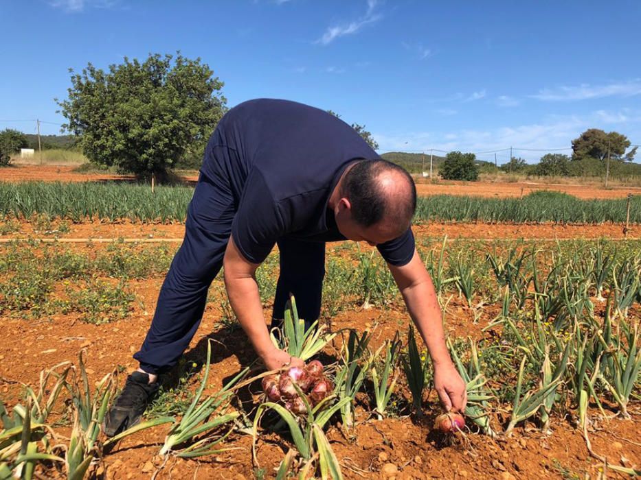 Campaña para impulsar el consumo de la cebolla roja de Ibiza