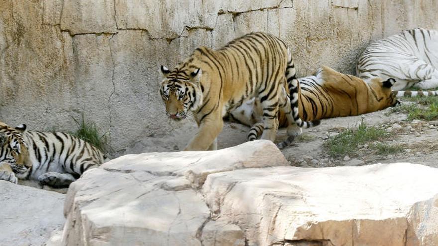 Tres procesados por la muerte de una empleada tras el ataque de un tigre