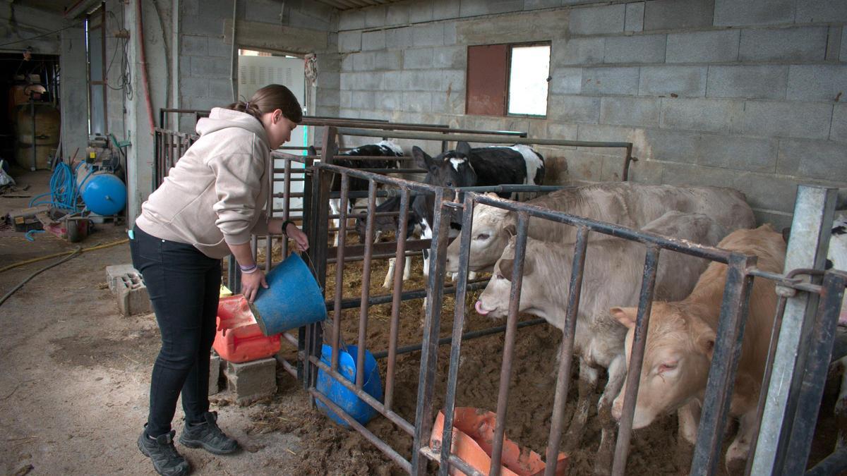 Maria Laguarda, de 22 anys, alimentant les vaques de l’explotació familiar de Sanavastre.