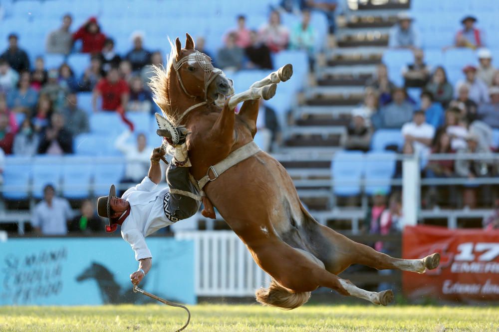 Un gaucho monta un caballo durante las celebraciones de la semana criolla en Montevideo (Uruguay>).