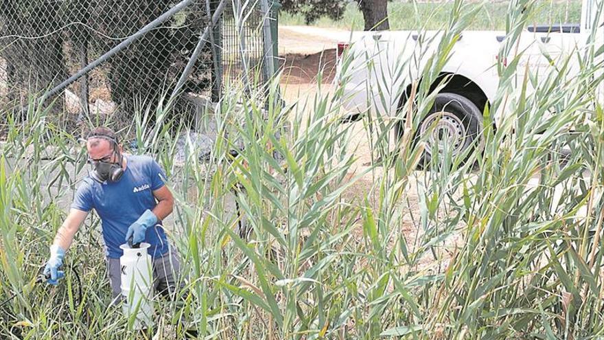 Los mosquitos dan una tregua en la costa por falta de lluvias