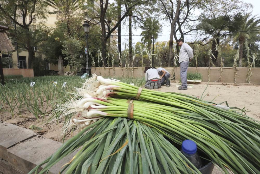 FirAll para escolares en Xàtiva