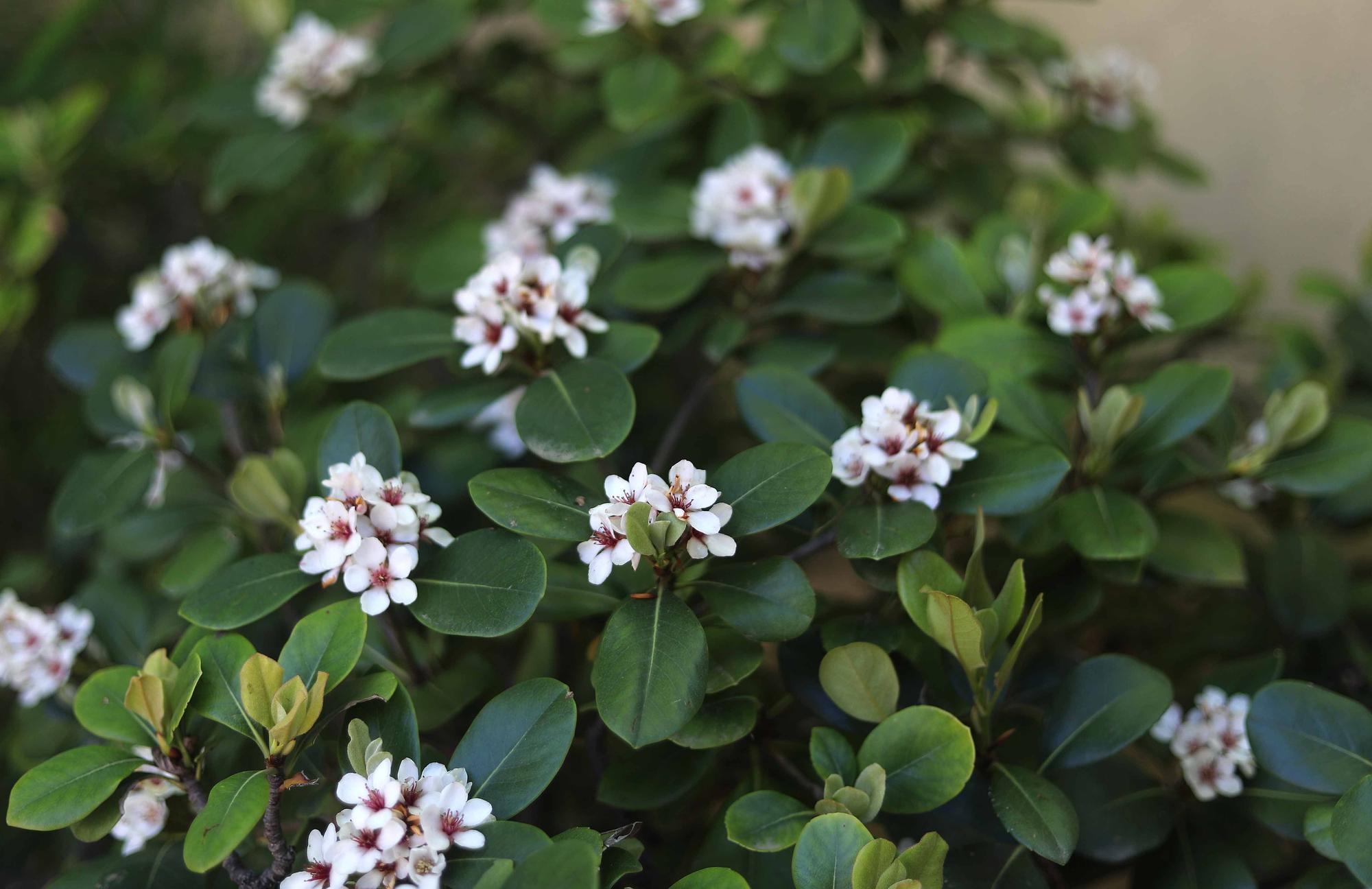 Las flores del Jardín Botánico en primavera