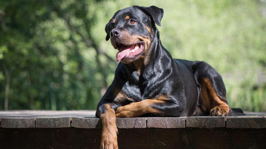 Un exemplar de rottweiler