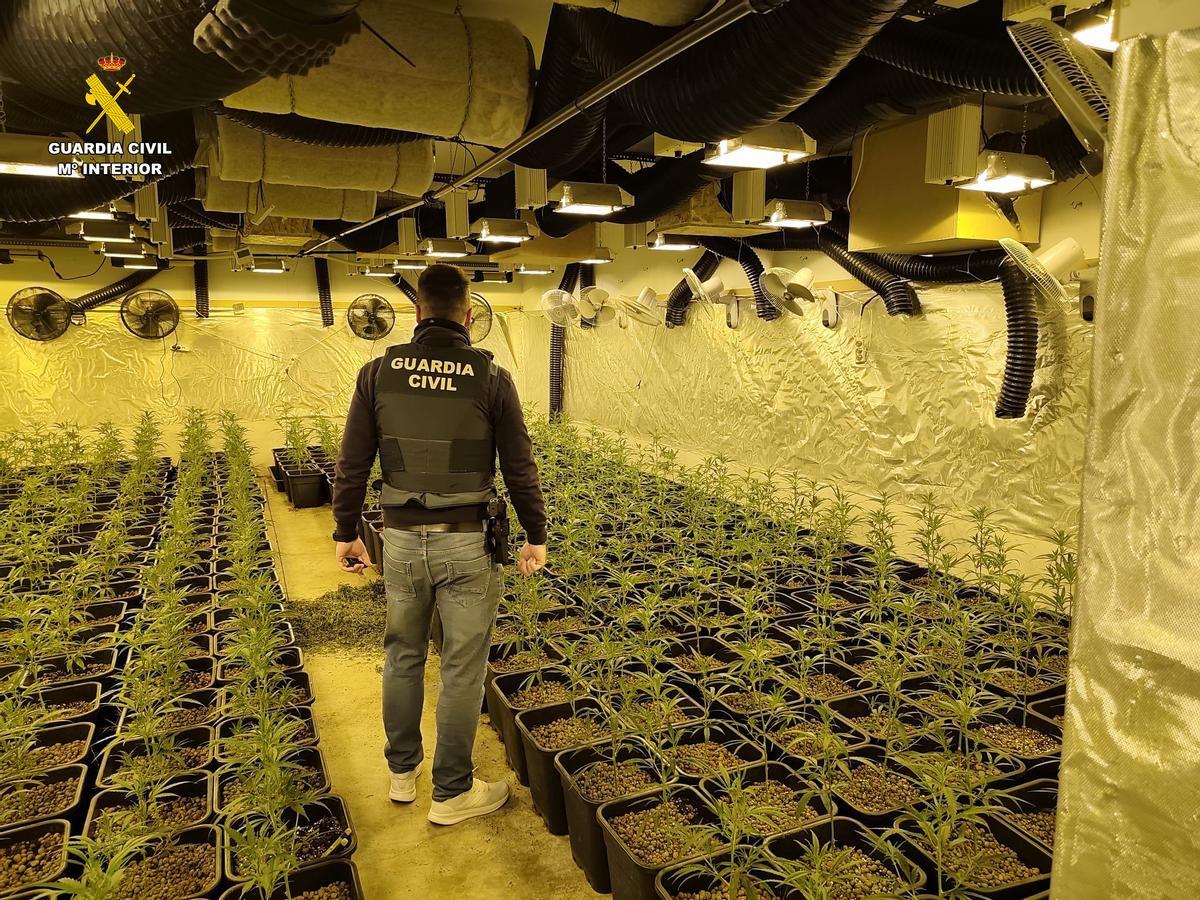 En el interior de la vivienda se halló un cultivo 'indoor' de marihuana que ocupaba casi toda la superficie, con 997 plantas.