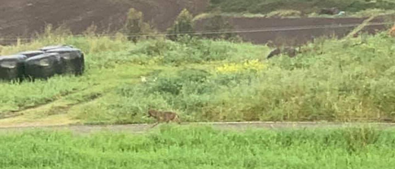 La imagen del lobo tomada por la Alcaldesa de Coaña.