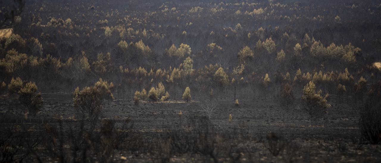 Zona afectada por el incendio de la Sierra de la Culebra, en Zamora