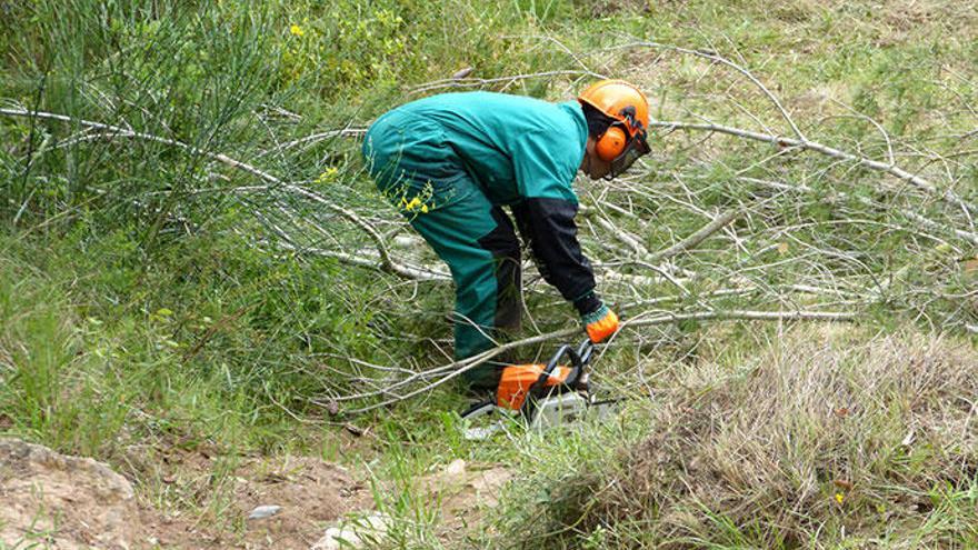 Endesa inverteix 939.845 € en les feines de netetja de massa forestal