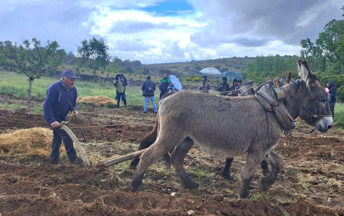Exhibición de arada tradicional con burros | FIRMA