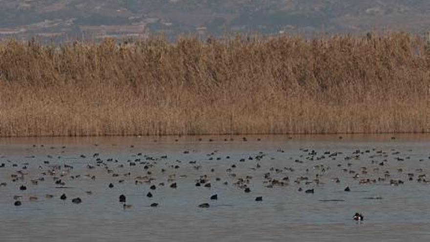 Aves en uno de los embalses de El Hondo.