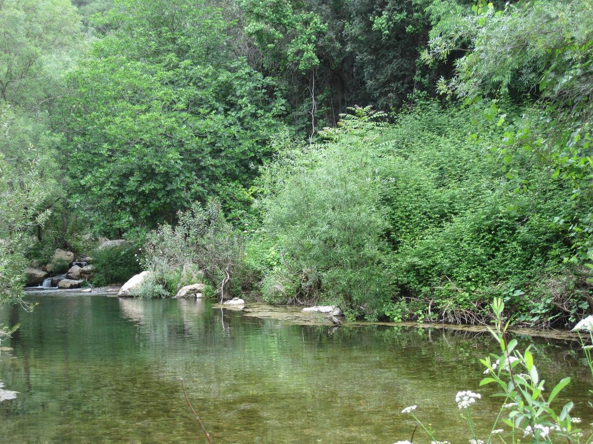 Reserva fluvial del arroyo Guadalora, uno de los mejores sotobosques.