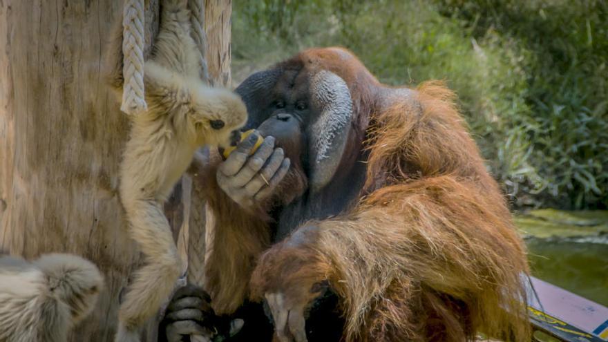 Orangután Nakal junto a un gibón.