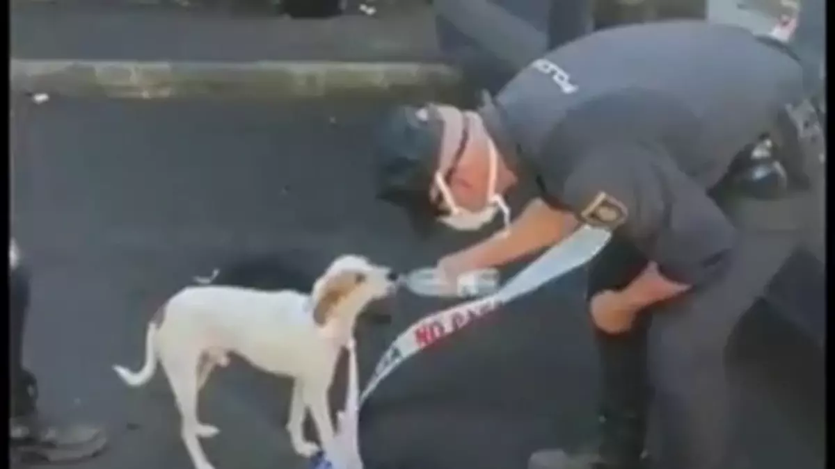 Rescatan a un perro perdido desde la erupción del volcán de La Palma