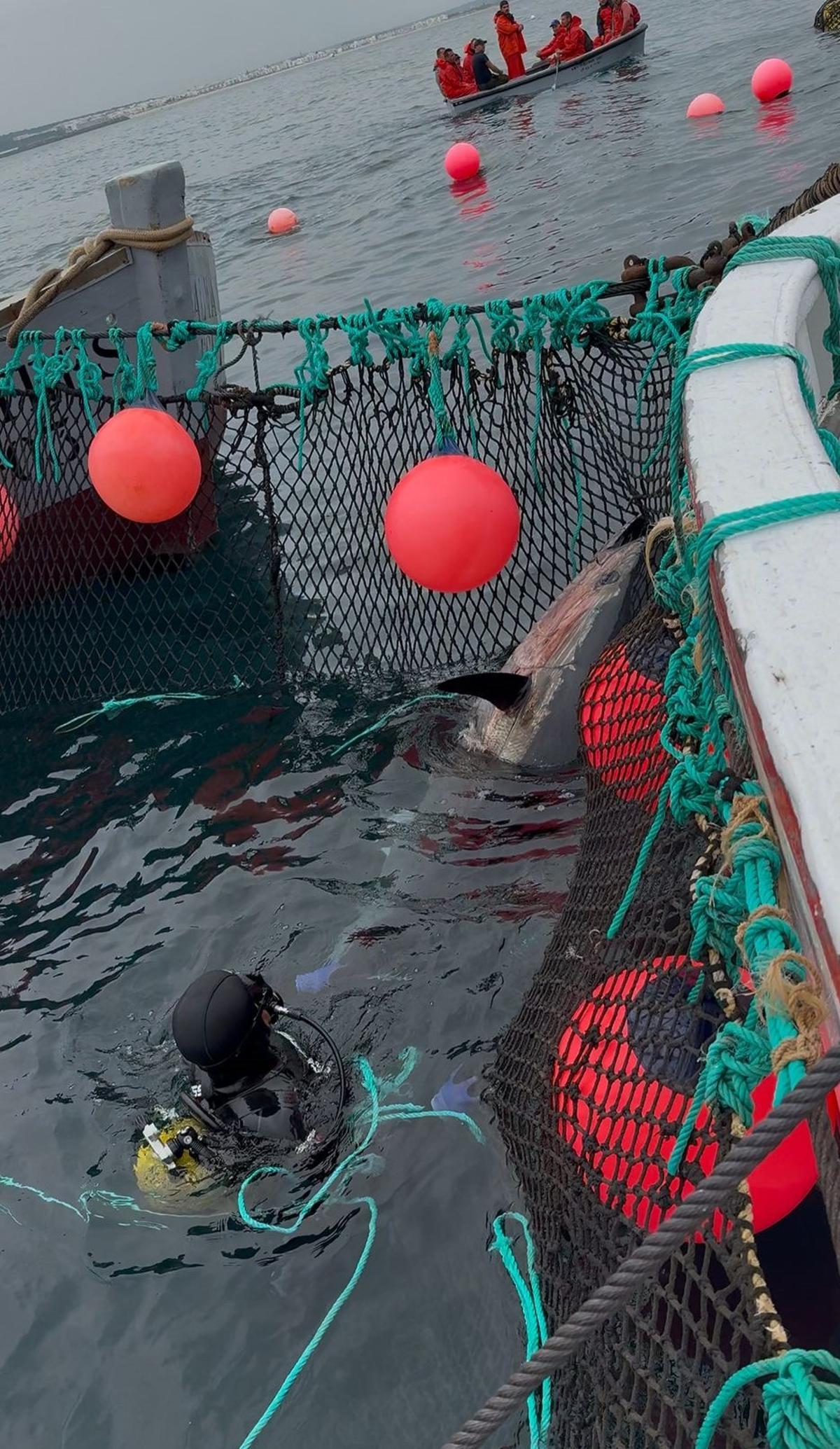 Pesca de atún rojo en las almadrabas gaditanas.