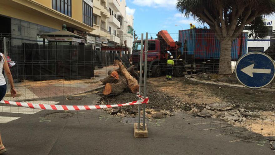 Tala de pinos marinos, el pasado miércoles, en la avenida.