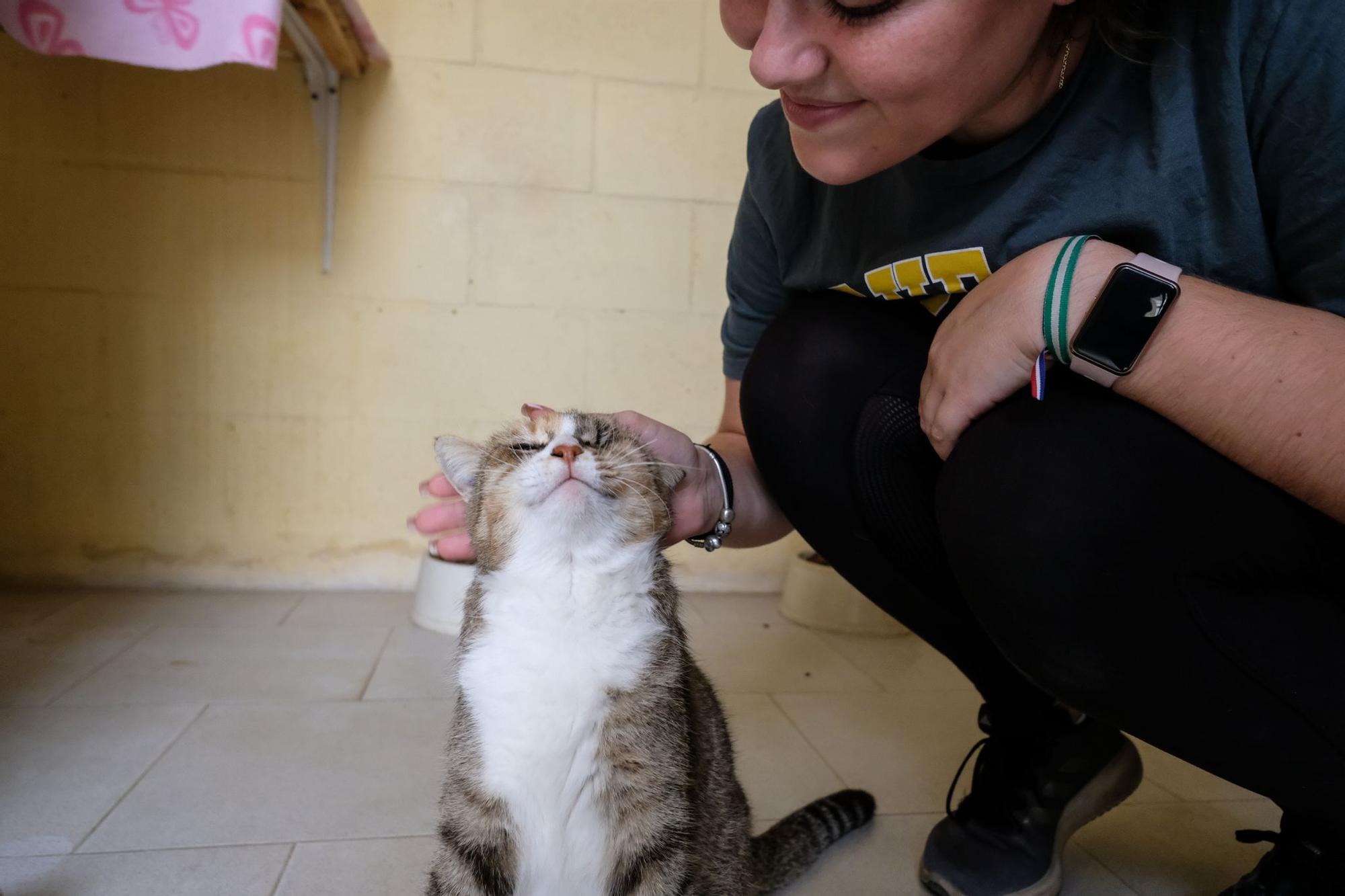 La Protectora de Animales de Málaga, a finales de octubre