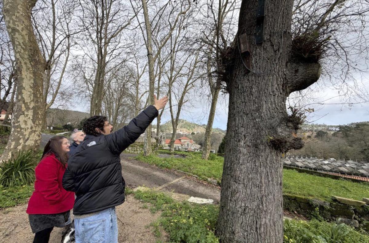 Revisando el estado de los árboles en el atrio de Darbo. | G. NÚÑEZ
