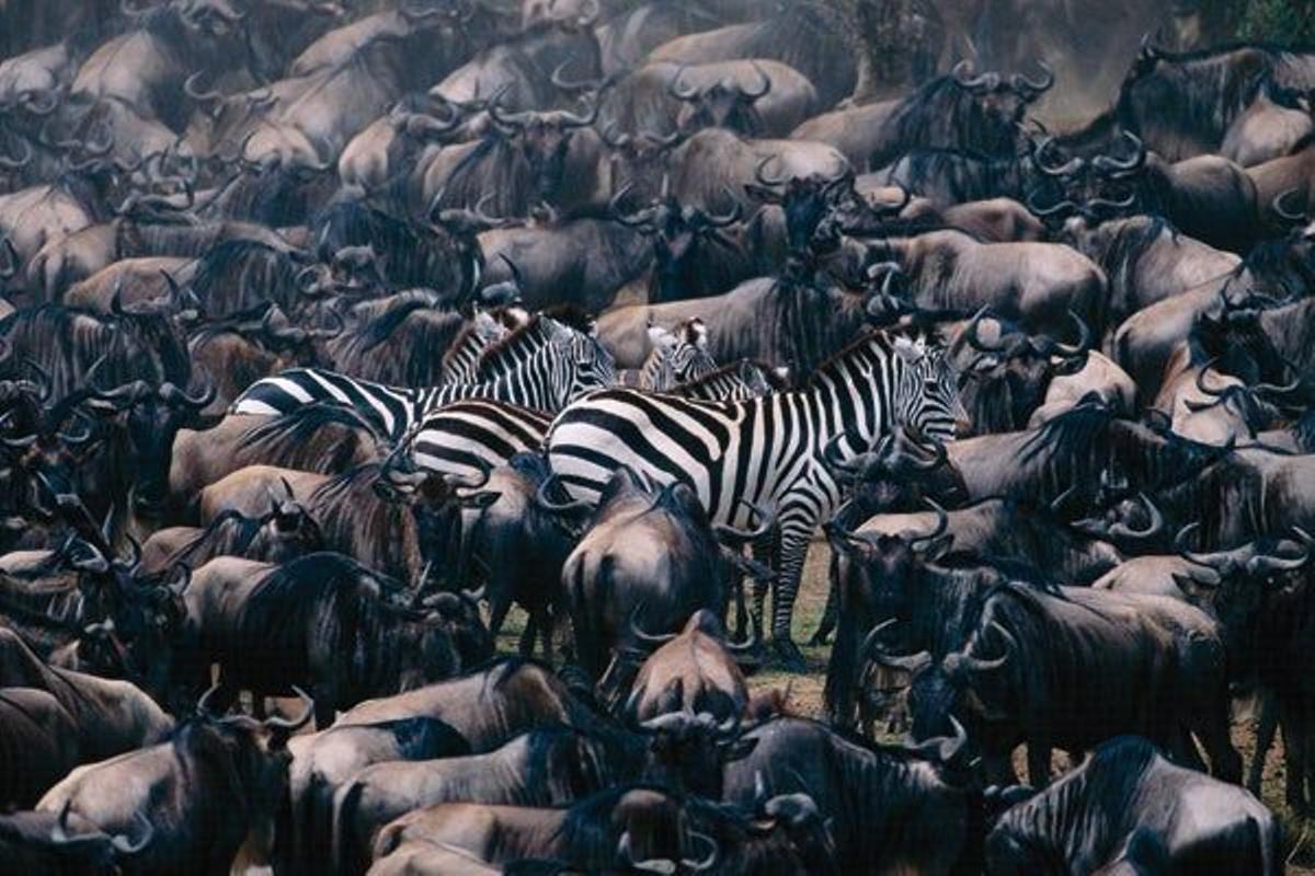 A finales del mes de junio tiene lugar en las llanuras del Masai Mara uno de los mayores espectácul
