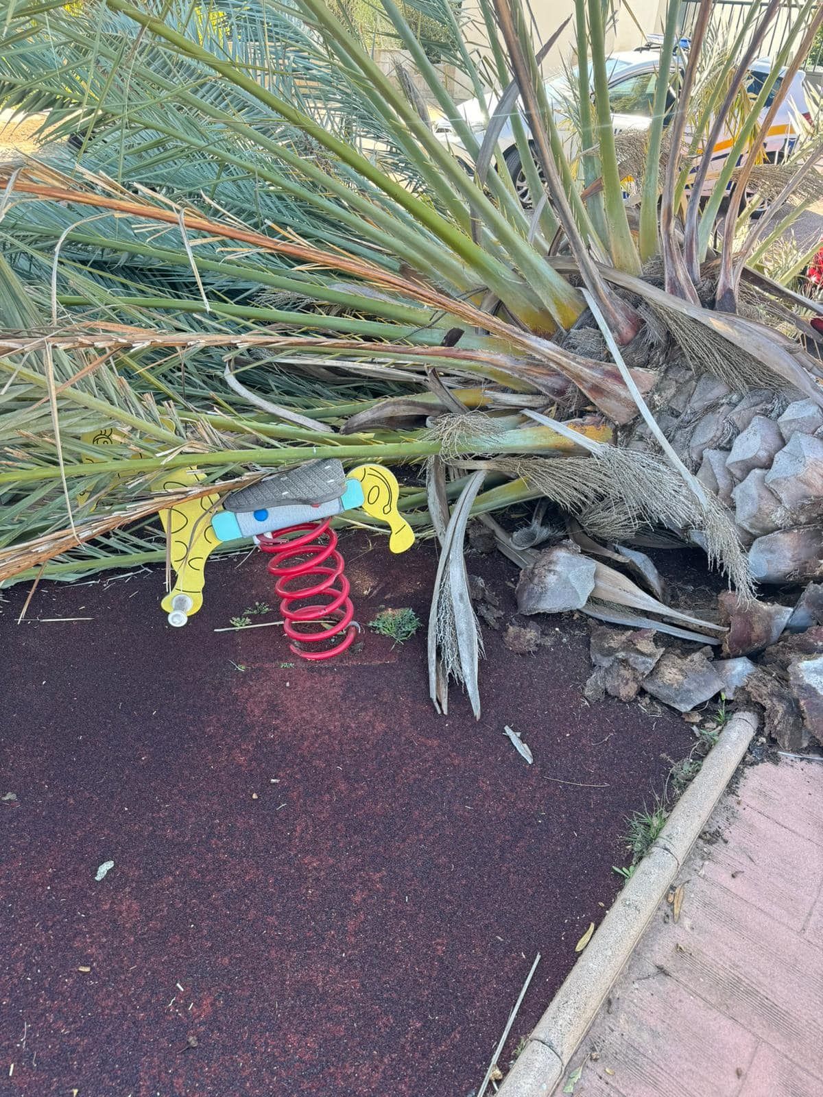 Una palmera se desploma en un parque infantil de Alcúdia sin causar víctimas