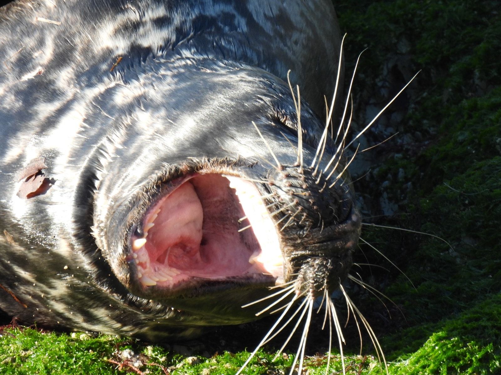 El baño de sol de una foca gris en el pedrero gijonés del Rinconín