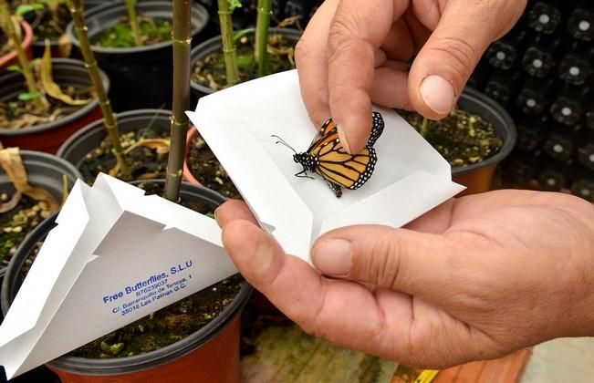 MARIPOSAS GRANJA