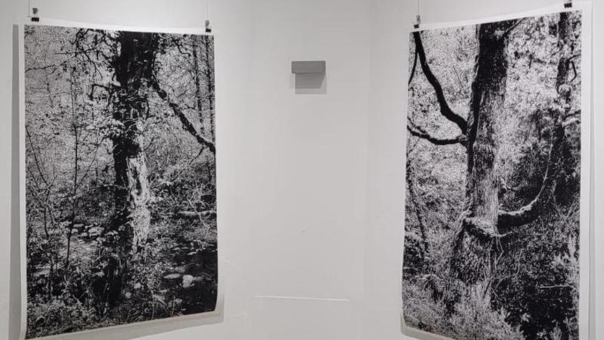 El bosque de Muniellos se convierte en arte contemporáneo: la propuesta artística de Ros Boisier llega a Cangas del Narcea