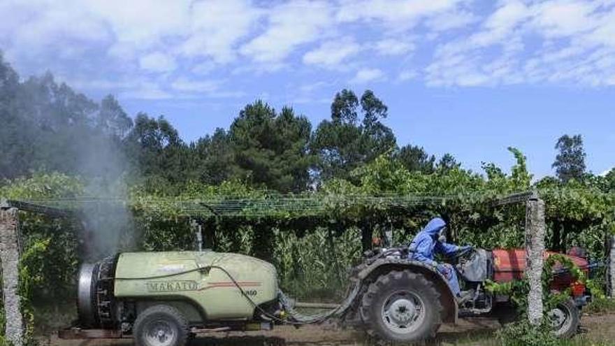 Un viticultor riega con sulfato una de sus viñas.