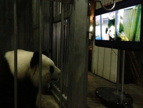 Ke Lin, un panda hembra del centro de reproducción de pandas gigantes, visiona un video de cópula de pandas