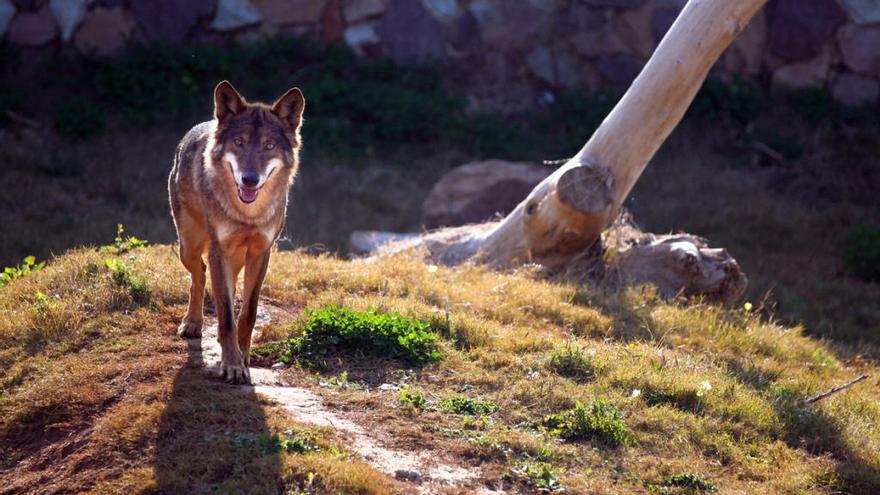 El parque Terra Natura celebra sus diez años en Murcia