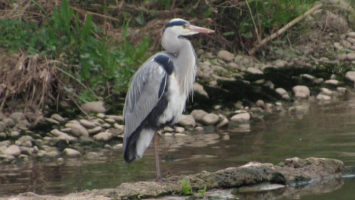 Bernat pescaire al riu Llobregat.