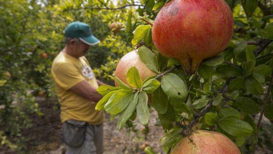 El ácido que hace más atractivas granadas y uvas