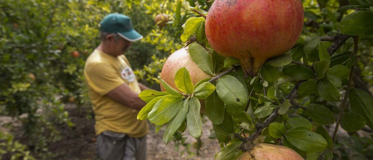 Un agricultor del Camp d’Elx revisa sus granados, en una reciente imagen. | ANTONIO AMORÓS