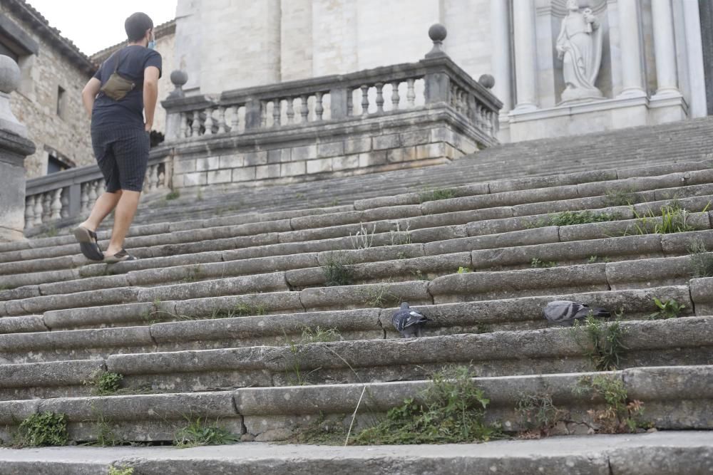 Males herbes a l'escalinata de la Catedral de Girona