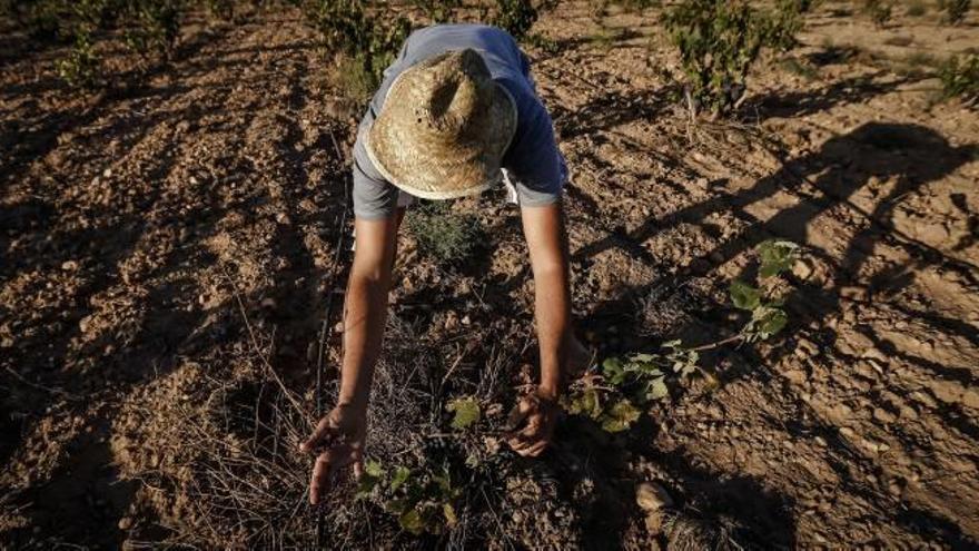 La provincia del estrés hídrico