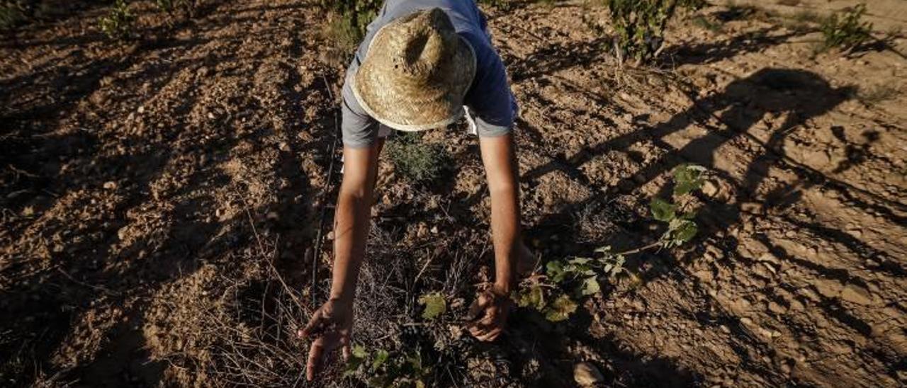 Un agricultor de Pinoso mostraba esta semana cómo se encuentra uno de sus cultivos por la falta de agua.