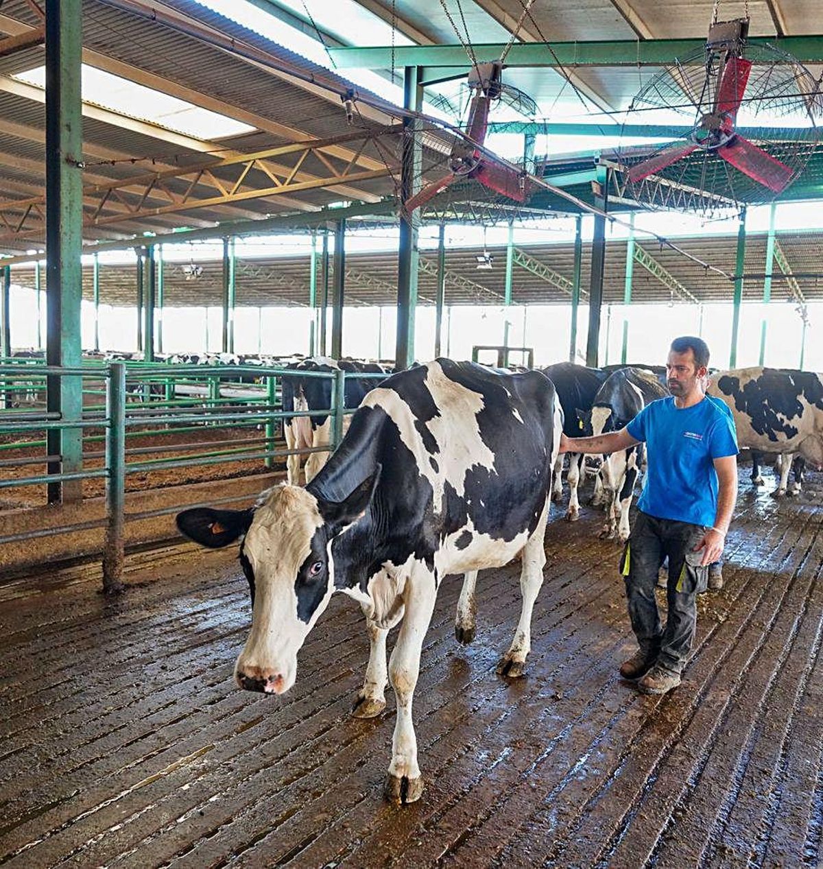 Explotación de vacuno de leche en Los Pedroches. | RAFA SÁNCHEZ