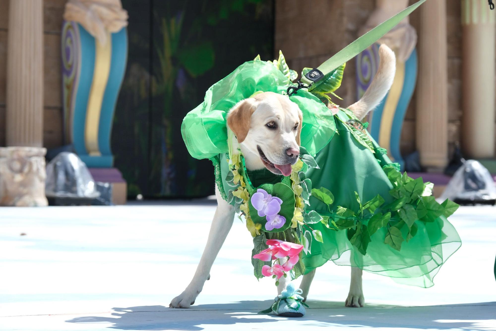 Carnaval Canino de Las Palmas 2022